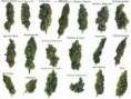 /album/fotogaleria/tipos-de-marihuana-jpg/